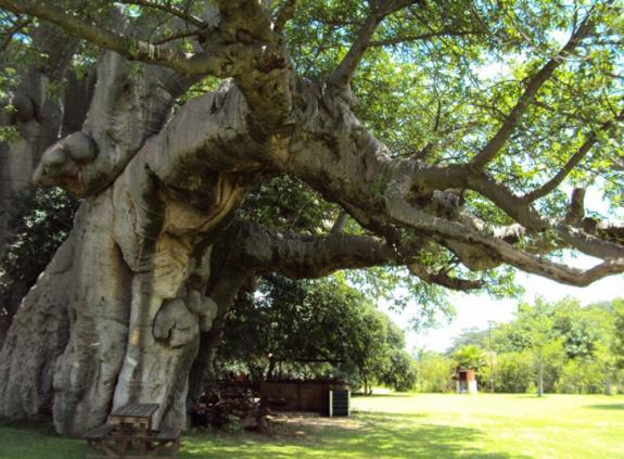 Pub-ul din interiorul unui copac Baobab in varsta de 6000 de ani