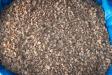 Granule pluta Granule pluta